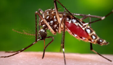 A mosquito, which can transmit West Nile Virus.