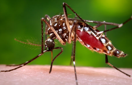 A mosquito, which can transmit West Nile Virus.