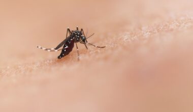 Dengue cases surge in the Tampa Bay area