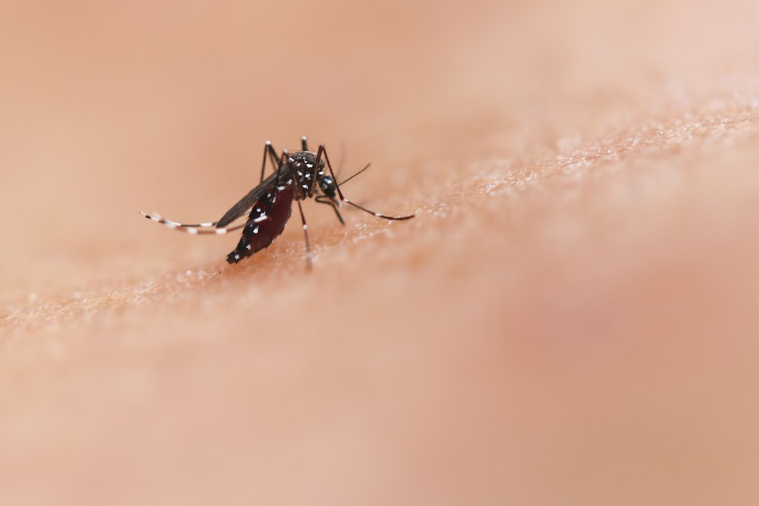 Dengue cases surge in the Tampa Bay area