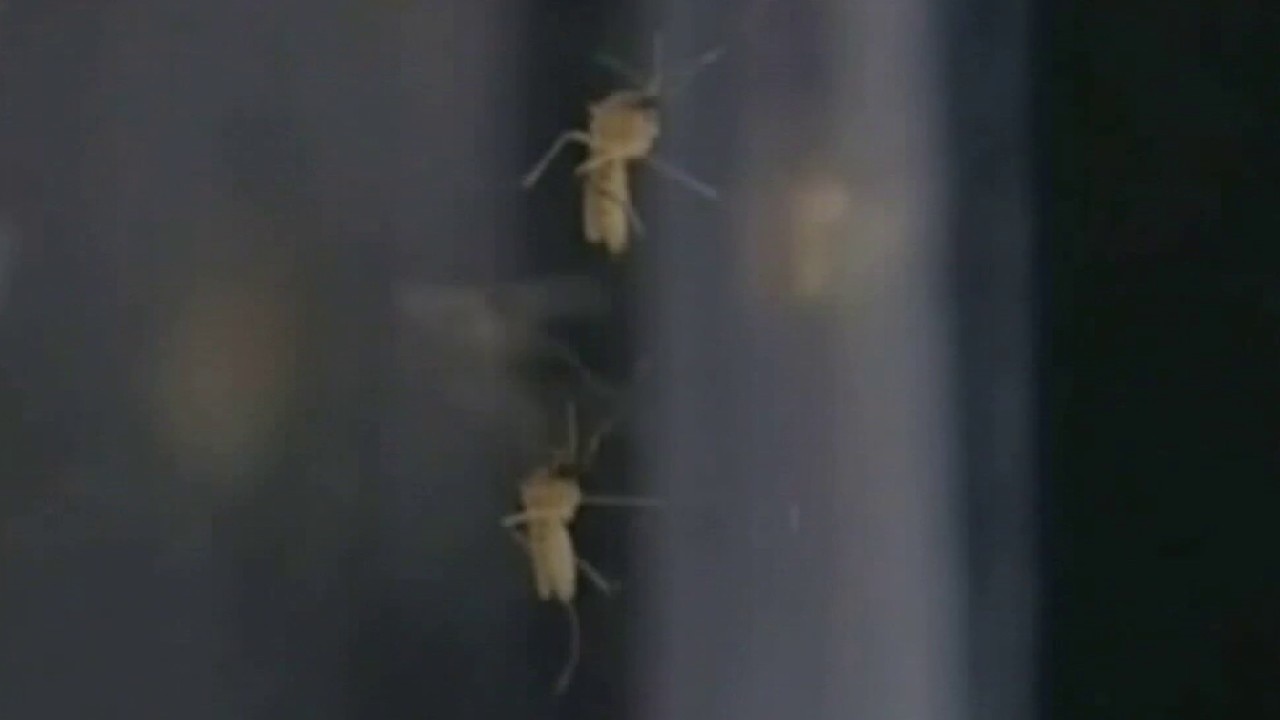 PREVIOUS COVERAGE: Mosquito Control works to curb spread of dengue