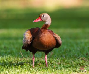 From one hectare to a reserve: a couple from the United States turned their Tallahassee property into a bird sanctuary. Photo: Flickr.