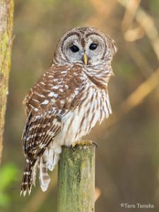 From one hectare to a reserve: a couple from the United States turned their Tallahassee property into a bird sanctuary. Photo: Flickr.