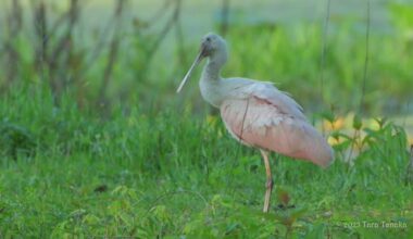 From One Acre to a Sanctuary: A Couple Transformed Their Tallahassee Property into a Bird Refuge