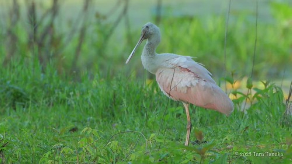 From One Acre to a Sanctuary: A Couple Transformed Their Tallahassee Property into a Bird Refuge