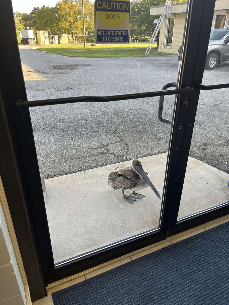 pelican at door
