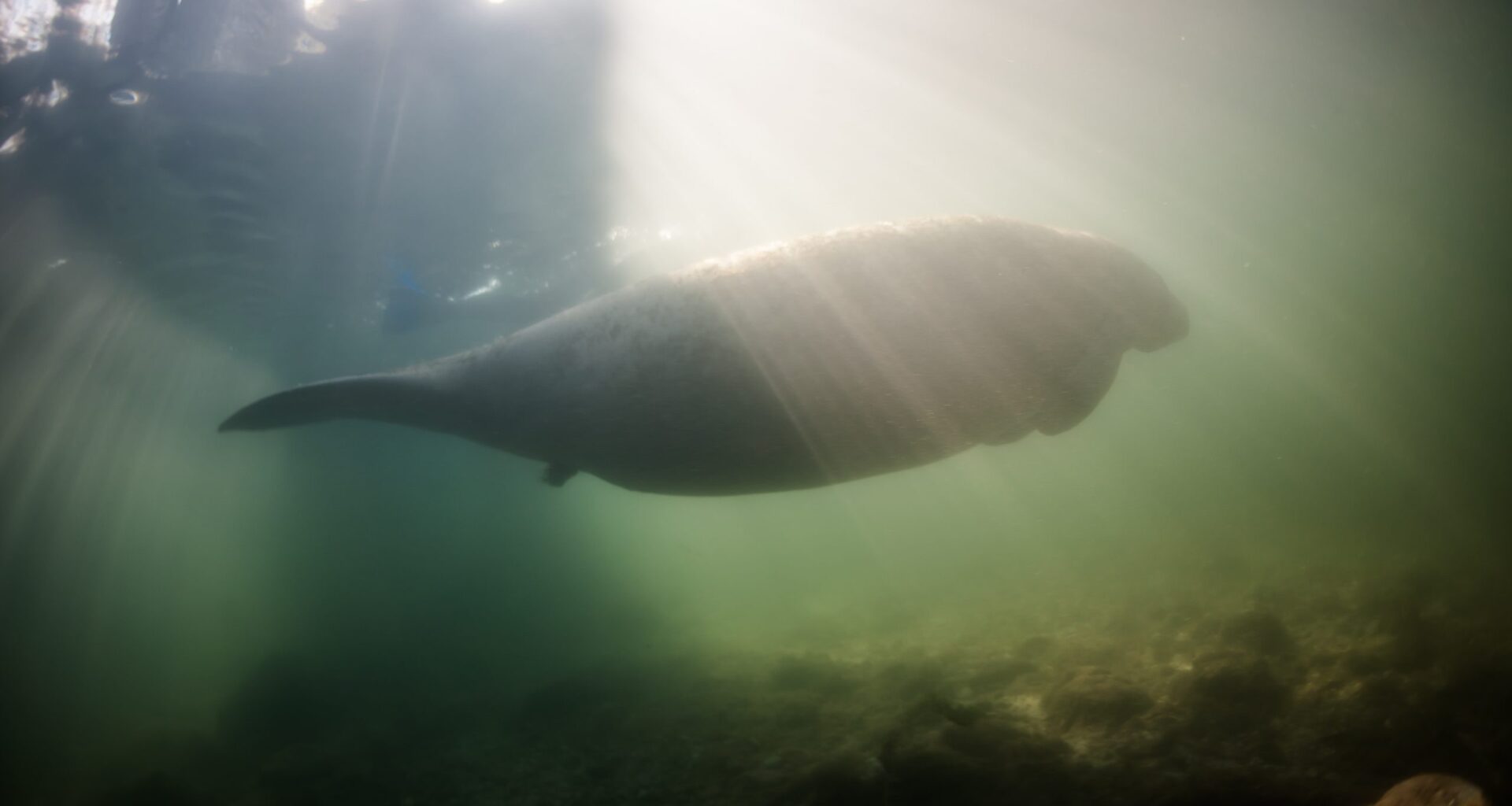 Thousands of gallons of sewage spilled upstream from Clearwater’s new manatee protection zone