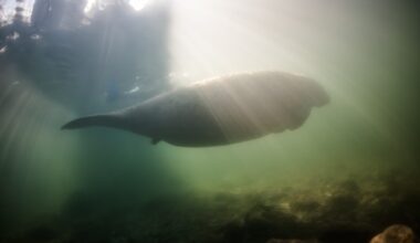 Thousands of gallons of sewage spilled upstream from Clearwater’s new manatee protection zone