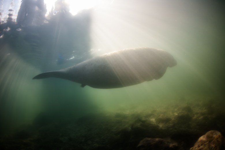 Silhouetted Florida manatee swimming underwater in Crystal River, Florida.