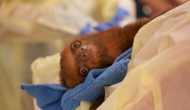 Wildlife advocates say proposed FWC sloth rules fall short after Sloth World deaths