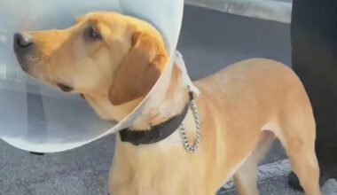 Miami Gardens police K9 Gael leaves Hollywood animal hospital after going missing for a week