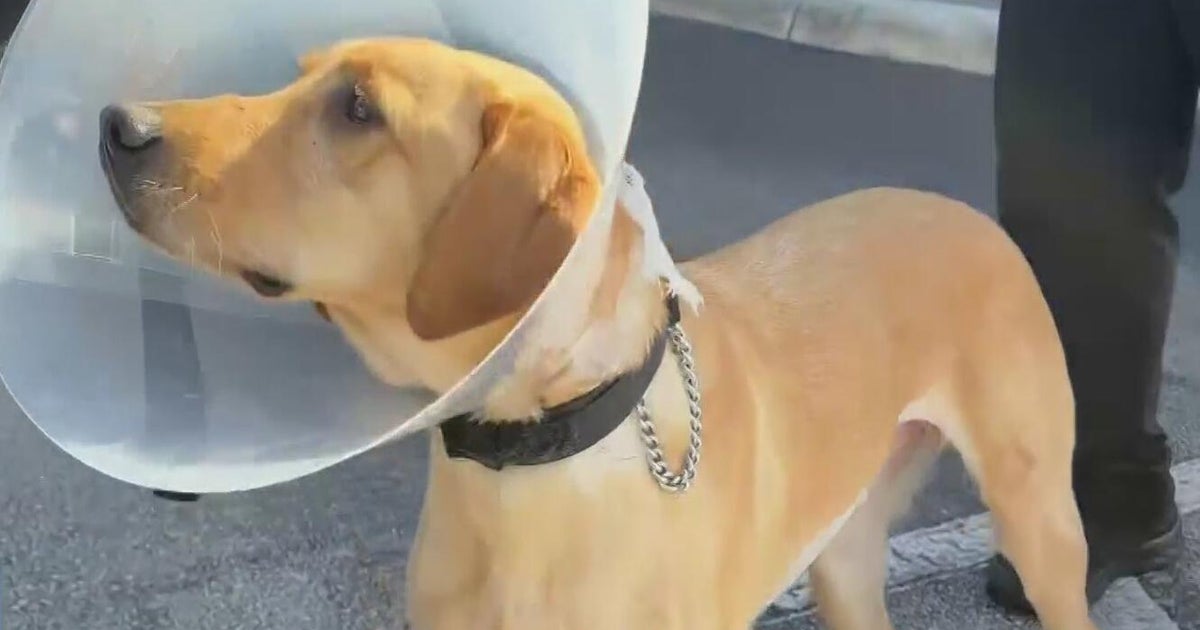 Miami Gardens police K9 Gael leaves Hollywood animal hospital after going missing for a week