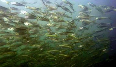 Study challenges estimates used to guide Atlantic menhaden fishing