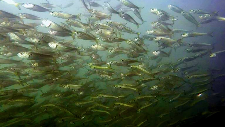Study challenges estimates used to guide Atlantic menhaden fishing
