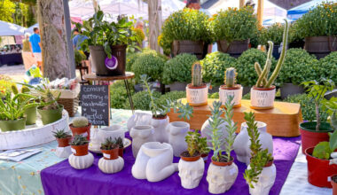 plant market setup