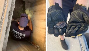 Sea turtle hatchlings rescued after wandering into storm drain in Treasure Island