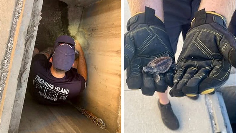 Sea turtle hatchlings rescued after wandering into storm drain in Treasure Island