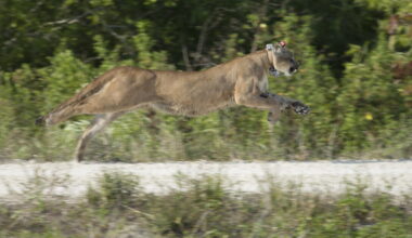 Trail camera captures promising signs of an expanding Florida panther population