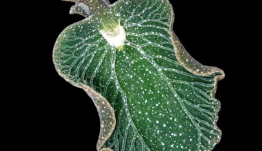 Shell Museum to host virtual lecture on solar-powered sea slugs | WGCU News
