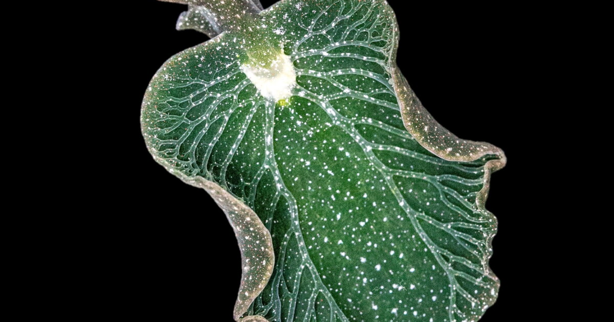 Shell Museum to host virtual lecture on solar-powered sea slugs | WGCU News