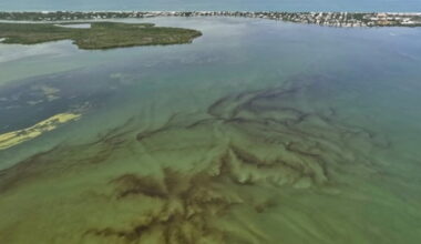 ‘Rust tide’ appears in Lee County waters near Sanibel Island, Pine Island Sound | WGCU News
