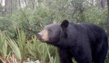 Florida expands bear hunt permits, adds private lands