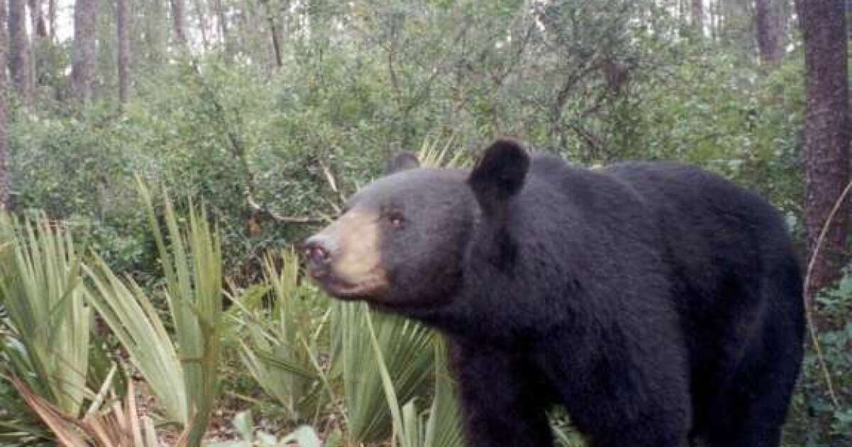 Florida expands bear hunt permits, adds private lands