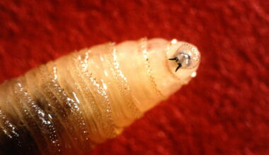 New world screwworm puts Florida horse and livestock owners on alert