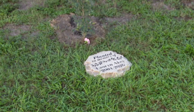 Friends, family plant tree at USF honoring nursing student killed by wrong-way driver