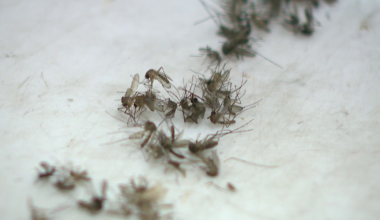 Bay Area dengue cases rise to 33 as mosquito spraying ramps up