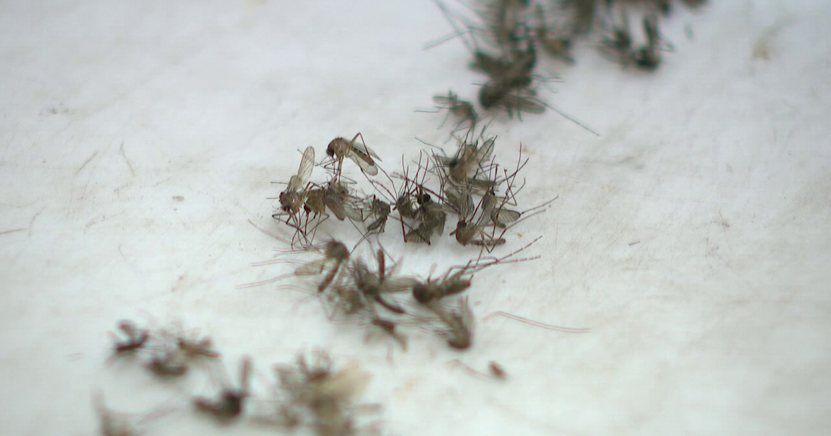 Bay Area dengue cases rise to 33 as mosquito spraying ramps up