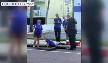 Sea turtles rescued from Indian Rocks Beach storm drain, improper lighting blamed