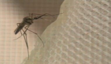 Florida dengue outbreak: Health officials investigate possible dengue-related death in Tampa