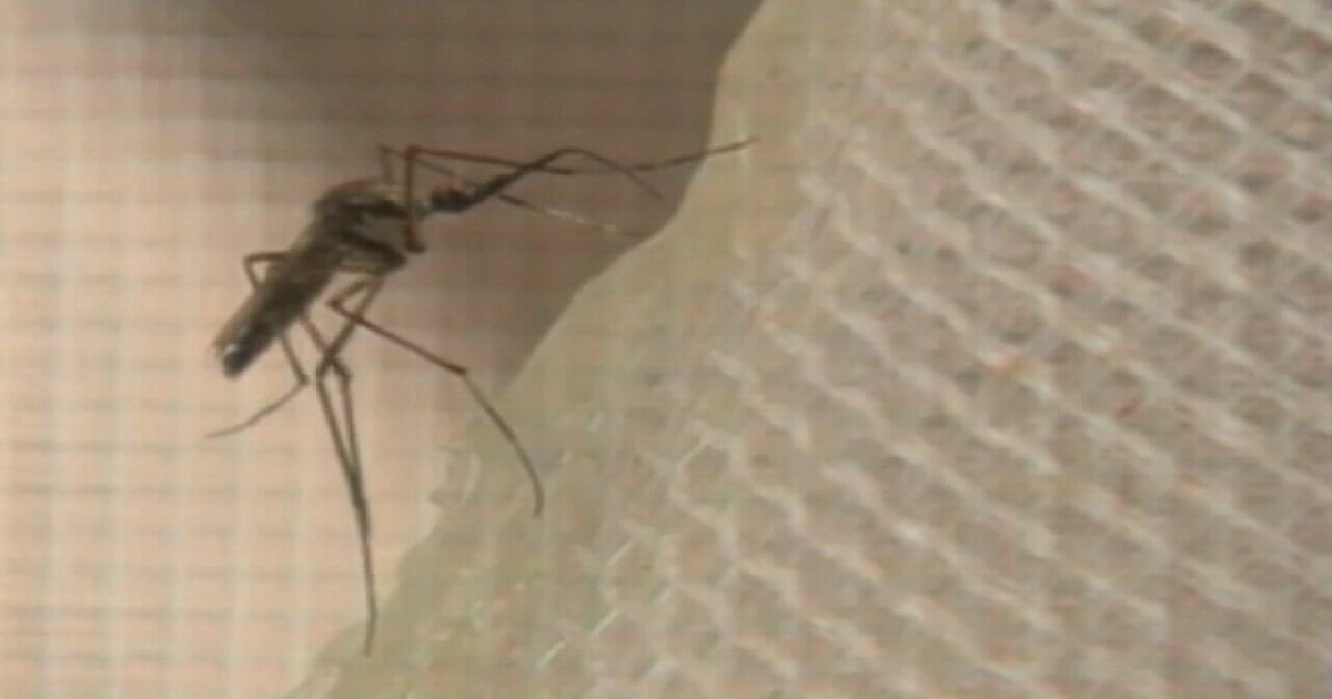 Florida dengue outbreak: Health officials investigate possible dengue-related death in Tampa