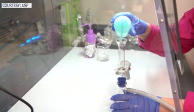 USF grad students study microplastics in mangroves