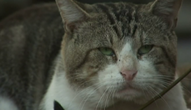 Hillsborough County cat tests positive for rabies, area of Gibsonton under 60-day rabies alert