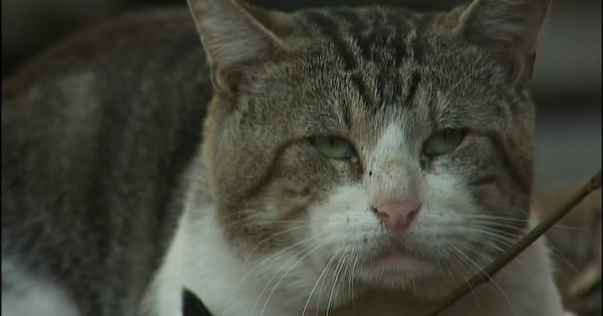 Hillsborough County cat tests positive for rabies, area of Gibsonton under 60-day rabies alert