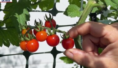 University of Florida study finds backyard gardeners willingly pay double for local food