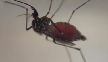 Multiple Tampa Bay area counties declare local states of emergency as dengue fever cases rise