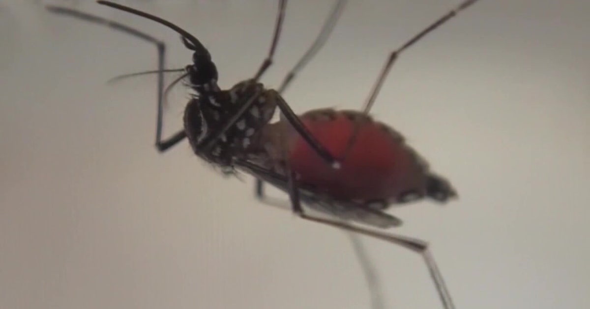 Multiple Tampa Bay area counties declare local states of emergency as dengue fever cases rise