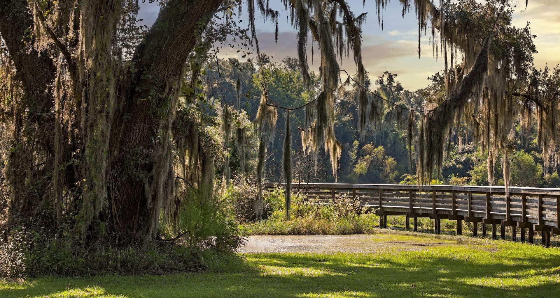 A large tree with Spanish moss near a wooden boardwalk in a natural landscape.