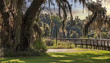 A large tree with Spanish moss near a wooden boardwalk in a natural landscape.