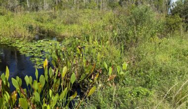 The Shingle Creek Basin contains sensitive wetlands where developers want to build hotel rooms and apartments. (Spectrum News)