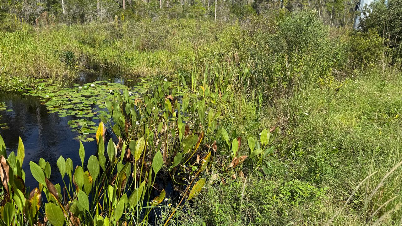 The Shingle Creek Basin contains sensitive wetlands where developers want to build hotel rooms and apartments. (Spectrum News)