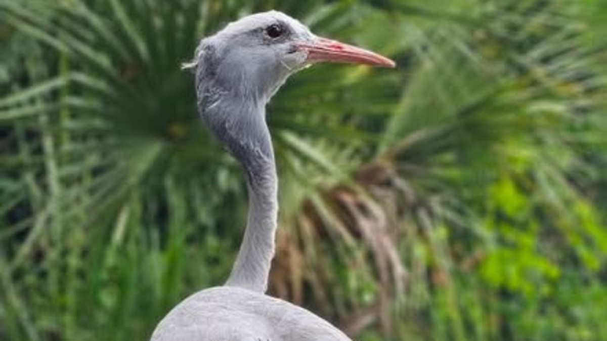 A Stanley crane at the Jacksonville Zoo and Botanical Gardens died at age 43. Olivia was the oldest known member of her species in North America. A Stanley crane at the Jacksonville Zoo and Botanical Gardens died at age 43. Olivia was the oldest known member of her species in North America.