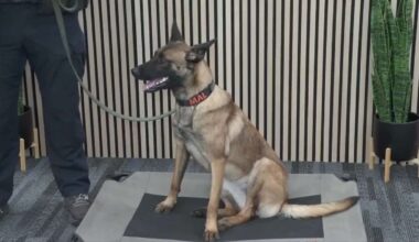 Belgian Malinois joins Fort Lauderdale Police as bomb detection K-9 - WSVN 7News | Miami News, Weather, Sports