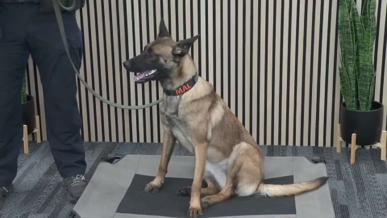 Belgian Malinois joins Fort Lauderdale Police as bomb detection K-9 - WSVN 7News | Miami News, Weather, Sports