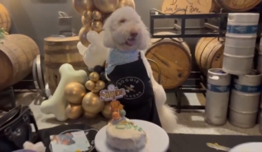 Shower your furry friend in special treats made with pups in mind at the Doggie Bakery - WSVN 7News | Miami News, Weather, Sports