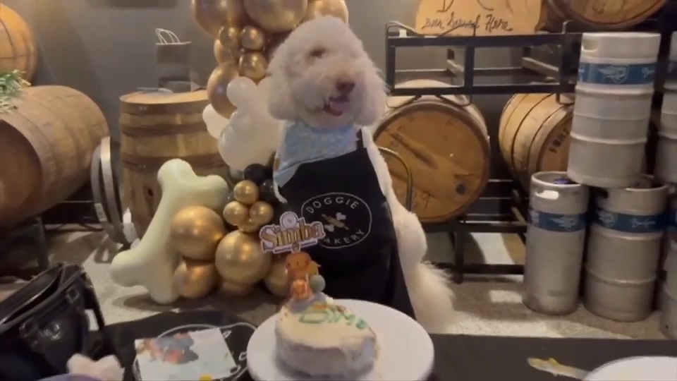 Shower your furry friend in special treats made with pups in mind at the Doggie Bakery - WSVN 7News | Miami News, Weather, Sports