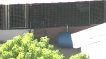 Aerial footage from Chopper 6 on Monday showed multiple roosters in cages at the property.